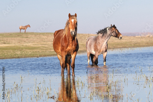 Three pony on the watering place