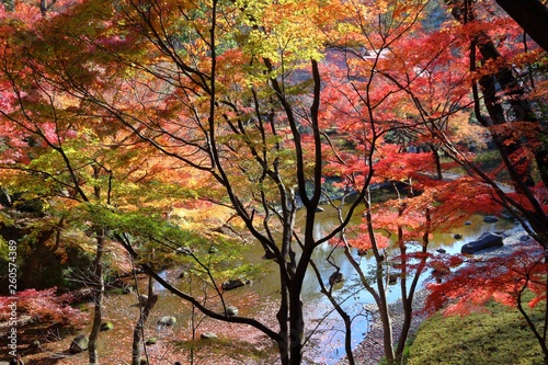 Tokyo autumn leaves