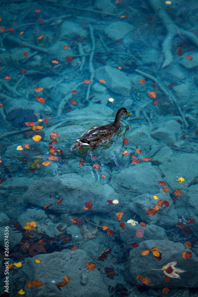 Duck swiming on the crystal clear blue lake near the colorful leaves during autumn at famous Eibsee lake,Germany