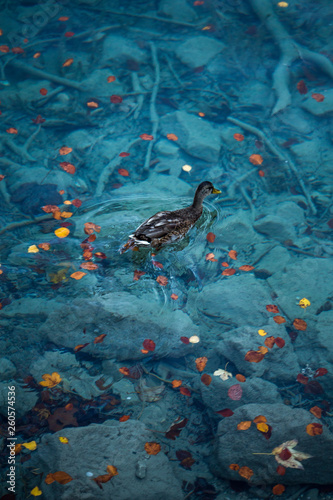 Duck swiming on the crystal clear blue lake near the colorful leaves during autumn at famous Eibsee lake,Germany © szaboerwin