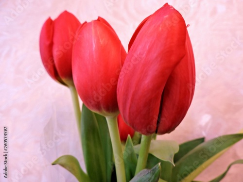 Fototapeta Naklejka Na Ścianę i Meble -  bouquet of red tulips