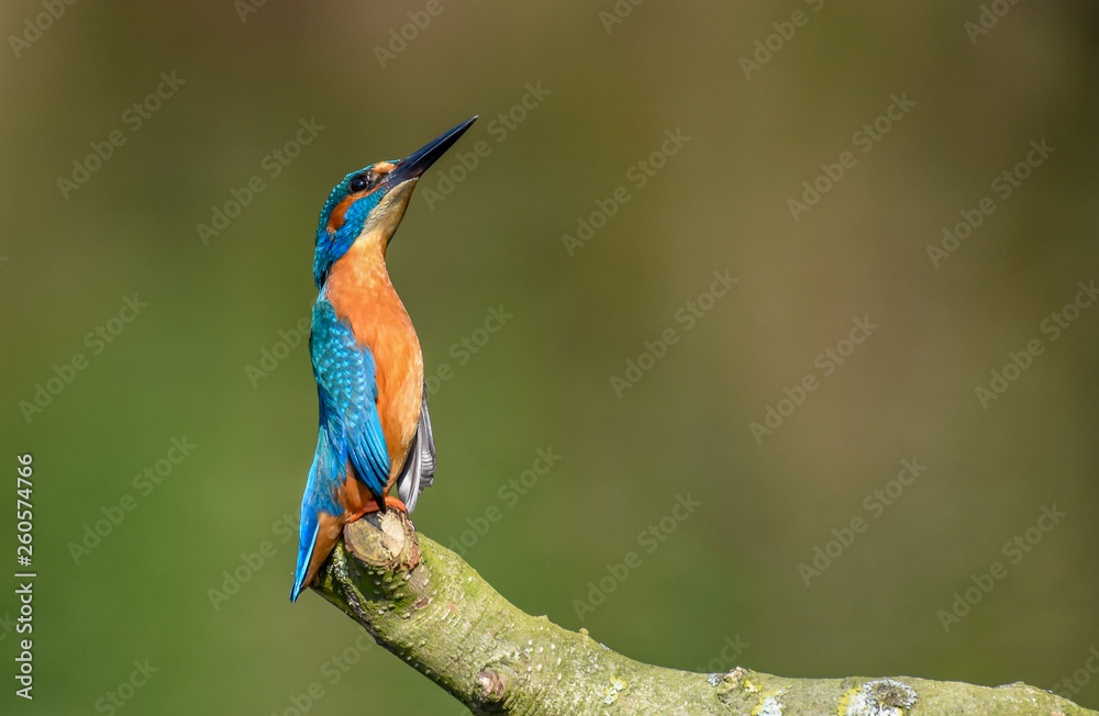 Obraz premium kingfisher 