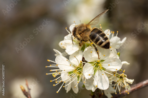 Biene mit weißen Kirschblüten © lexpixelart