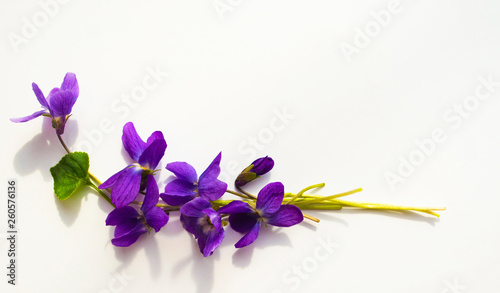 bouquet of violets isolated on white background photo