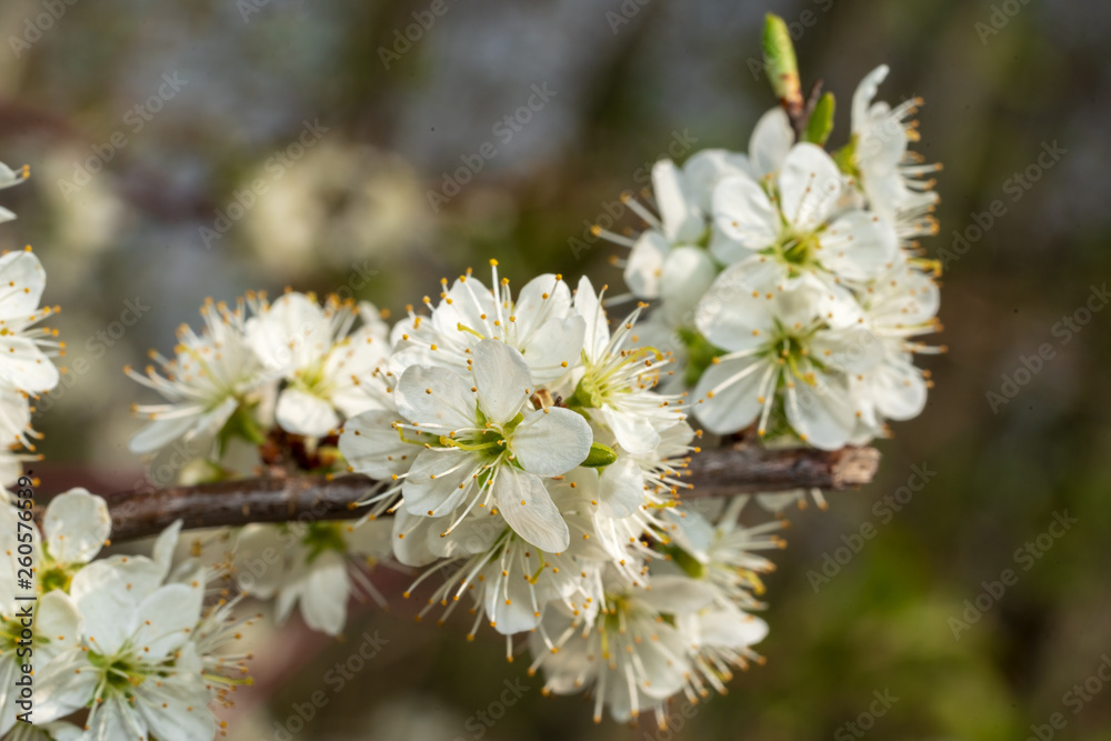 weiße Kirschblüten weiße Kirschblüten