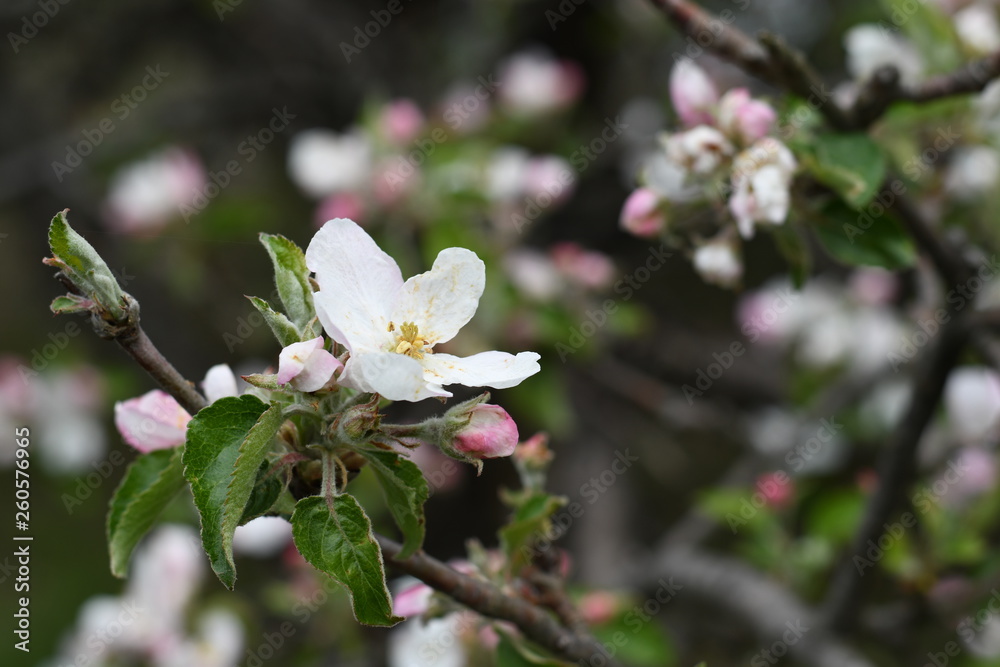 Obraz premium rose flowers of apple tree
