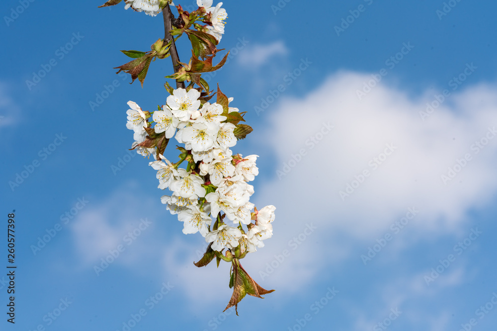weiße Kirschblüten im Frühjahr