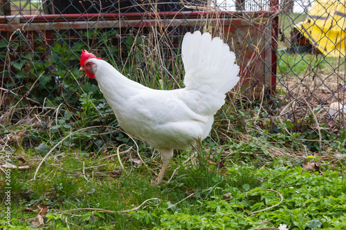 chicken in cottage garden