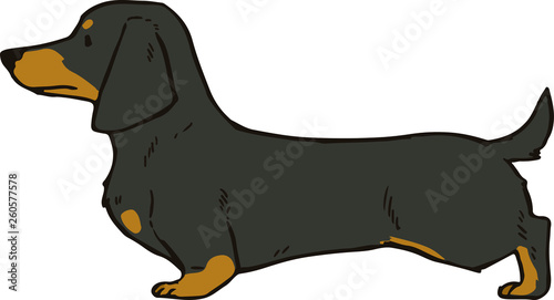 Smooth haired Black&Tan Dachshund 