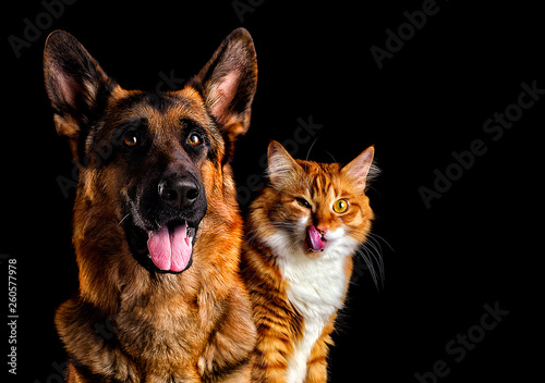 dog and cat on black background