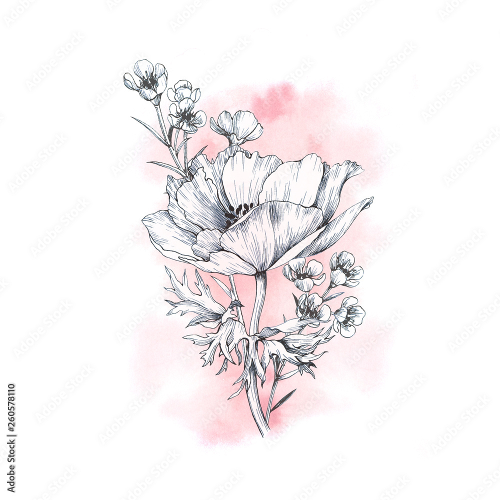 Naklejka Hand drawn anemone boutonniere. Isolated ink outline flowers on watercolor background.
