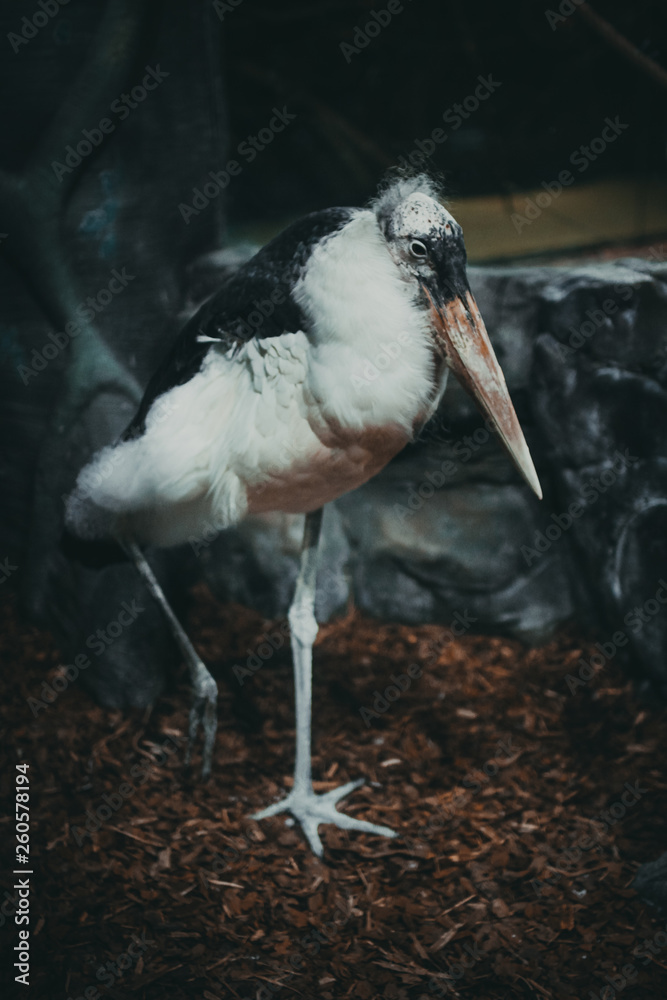 Obraz premium white storks in nest