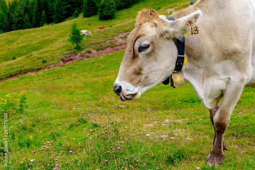 The Cow on grass in the Aips photo