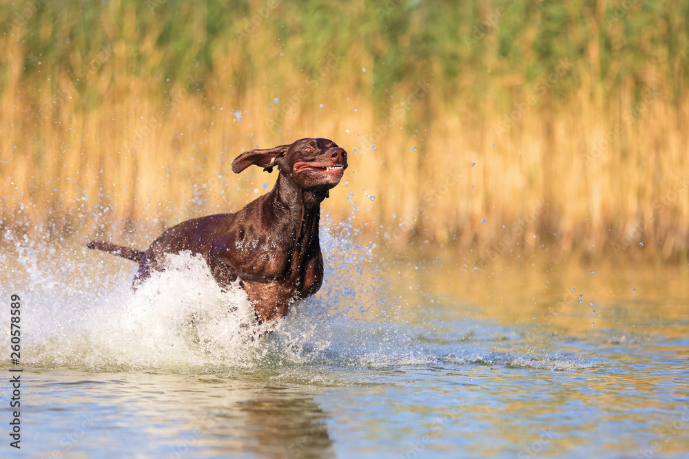 Fototapeta premium Happy playful muscular thoroughbred hunting dog German shorthaired pointer. Is jumping, running on the water splashing it around on sides. Reflection of the silhuoette. Funny stick out ears.