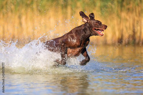 Happy playful muscular thoroughbred hunting dog German shorthaired pointer. Is jumping, running on the water splashing it around on sides. Reflection of the silhuoette. Funny stick out ears.