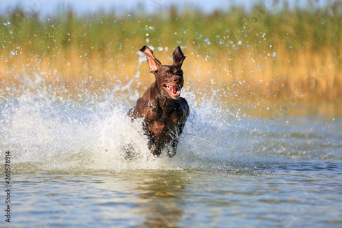 Nice portrait of the thoroughbred hunting dog German shorthaired pointer brown color. Funny ears pointing on different sides. Frozen in pose with the water splashing background.