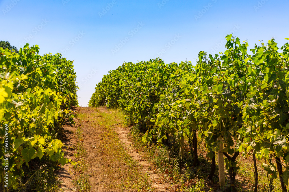 Vineyard landscape in Tuscany