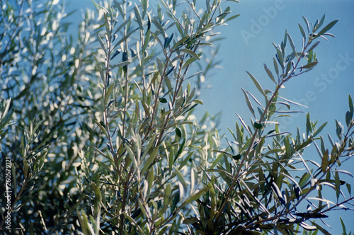 Wallpaper Mural Ramas de olivo con olivas Torontodigital.ca