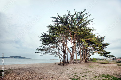 Cypress Trees on Beach Near San Francisco