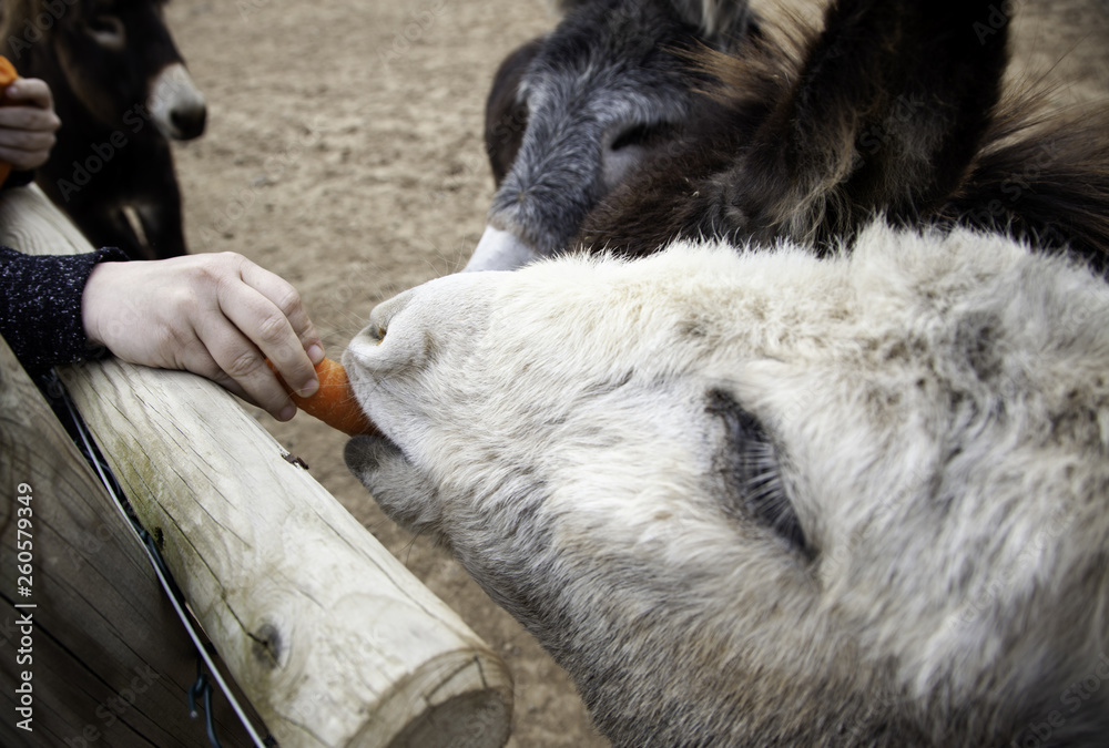 Fototapeta premium Donkeys on farm