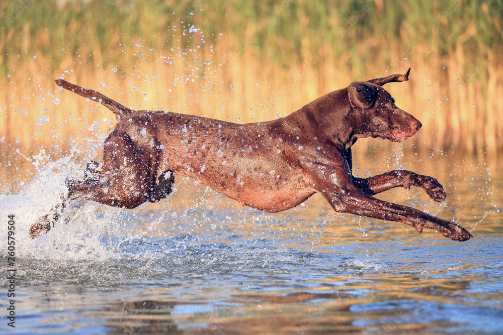 Fototapeta premium Playful funny muscle brown dog is running on the water splashing it around on the background with yellow green grass. Thoroughbred German shorthaired pointer. Beautiful place for relax Svityaz lake.