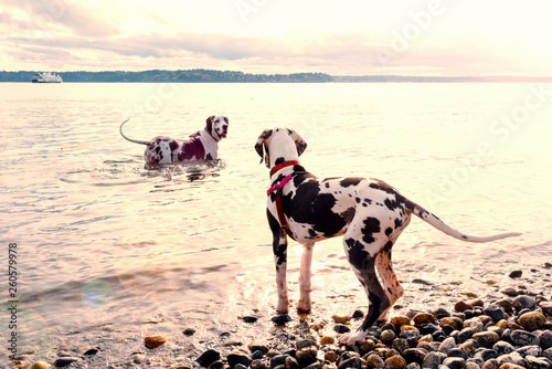 Adult harlequin great dane wading into surf trying to teach puppy how to swim