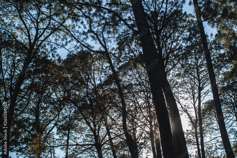 Fototapeta premium Sunset at the forest