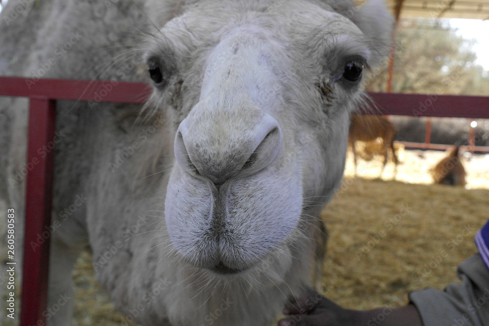 Fototapeta premium Moroccan camel in the red city of Marrakech