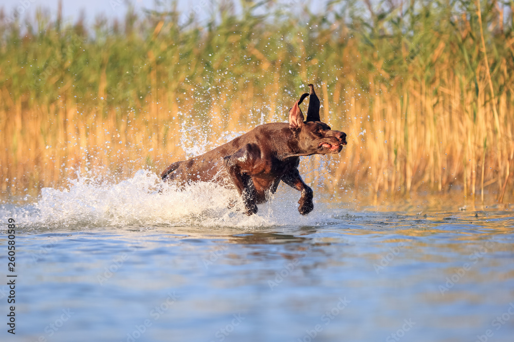 Fototapeta premium Happy playful muscular thoroughbred hunting dog German shorthaired pointer. Is jumping, running on the water splashing it around on sides. Reflection of the silhuoette. Funny stick out ears.