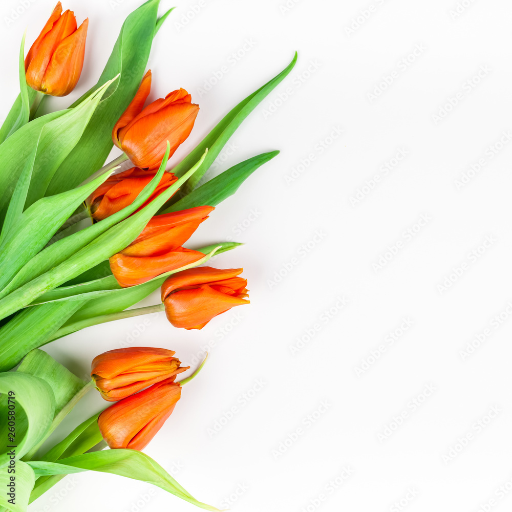 Red tulips flowers on white background Red tulips flowers on white background
