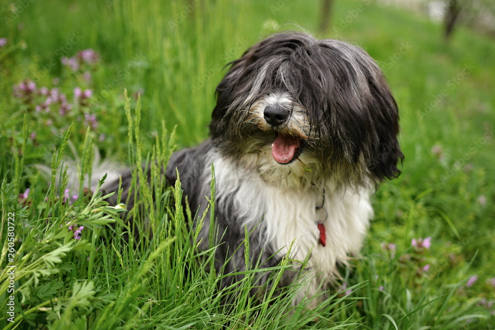 Young Tibetan Terrier