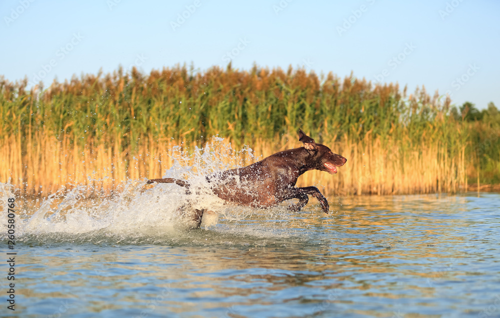 Fototapeta premium Happy playful muscular thoroughbred hunting dog German shorthaired pointer. Is jumping, running on the water splashing it around on sides. Reflection of the silhuoette. Funny stick out ears.
