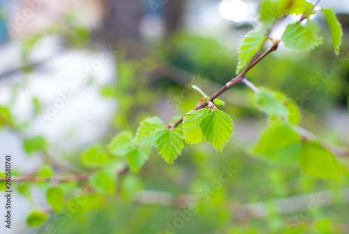 Young leaves on tree branch . Spring time concept. Green background.