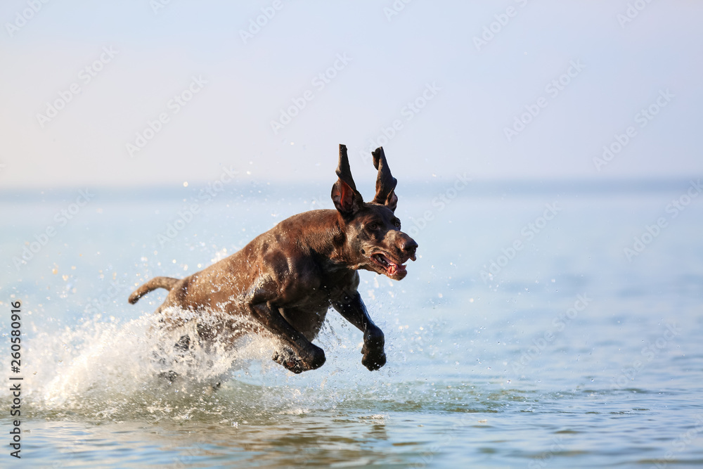 Nice portrait of the thoroughbred hunting dog German shorthaired pointer brown color. Funny twisted ears. Frozen in pose with the water splashing background. Beautiful sunny summer day. Nice portrait of the thoroughbred hunting dog German shorthaired pointer brown color. Funny twisted ears. Frozen in pose with the water splashing background. Beautiful sunny summer day.