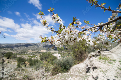 Cherry blossom in Gallinera valley Spain