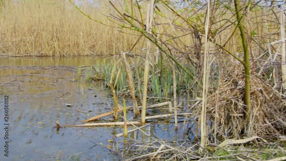 Garbage Trash Plastic Pollution Floats, Swamp Water, Environmental Human Impact Garbage Trash Plastic Pollution Floats, Swamp Water, Environmental Human Impact