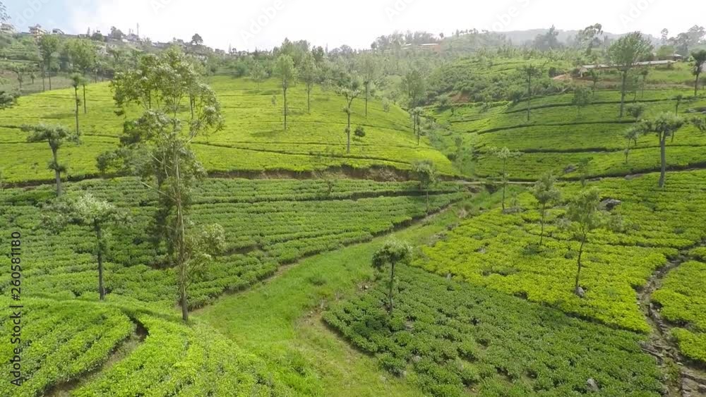 Forward drone shot of a typical plantation in Sri Lanka, with some roads and a village in the background, on a cloudy and misty day Forward drone shot of a typical plantation in Sri Lanka, with some roads and a village in the background, on a cloudy and misty day