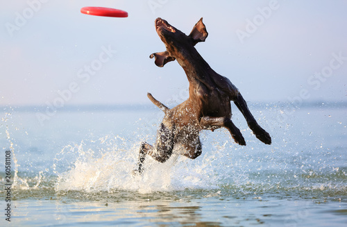 Happy, playful brown dog German shorthaired pointer is running and jumping on the water making splashes and waves. Reflection of the silhuoette. Funny stick out ears.