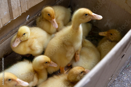 Little ducks are in a cardboard box. Agriculture photo