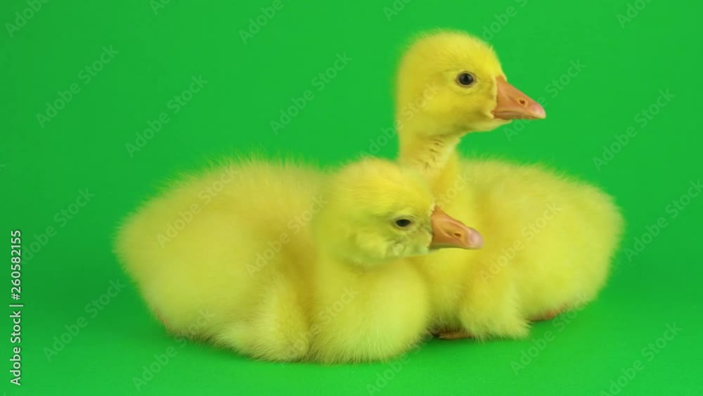 Two ducklings on a green screen Two ducklings on a green screen