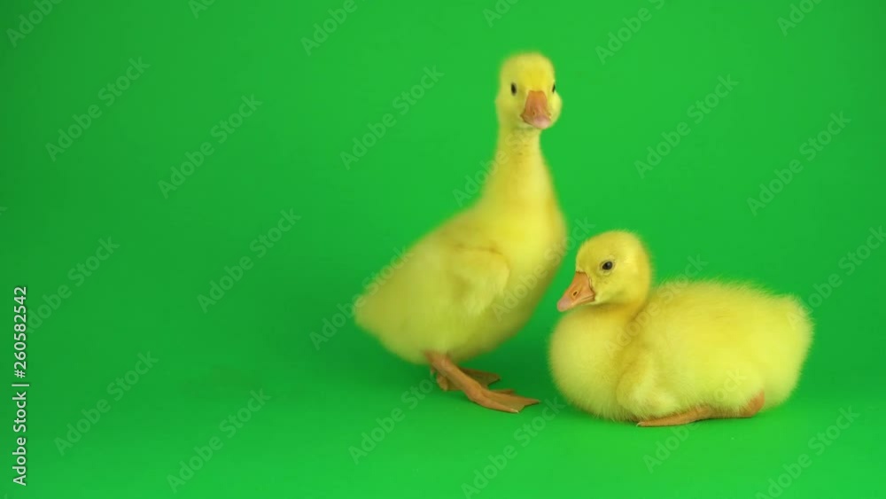Two ducklings on a green screen Two ducklings on a green screen
