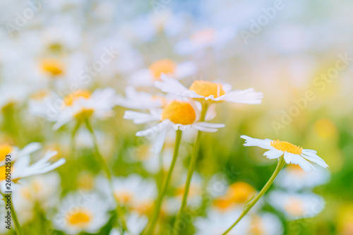 Daisies on a summer green meadow. Blurred floral background
