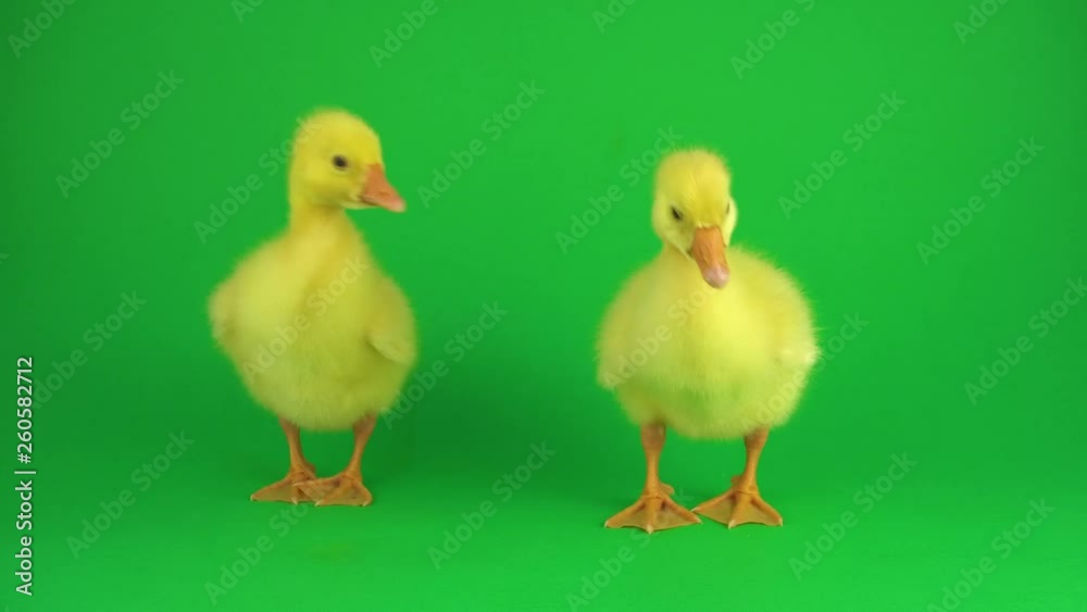 Two ducklings on a green screen Two ducklings on a green screen
