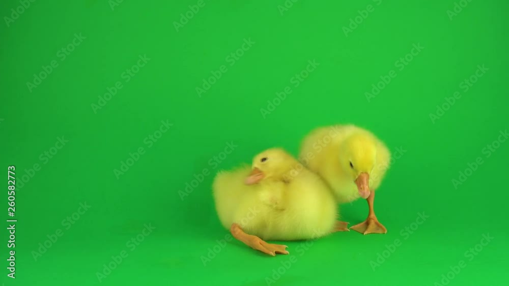 Two ducklings on a green screen Two ducklings on a green screen