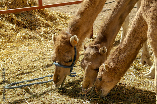 Moroccan camels in the palm city of Marrakech photo