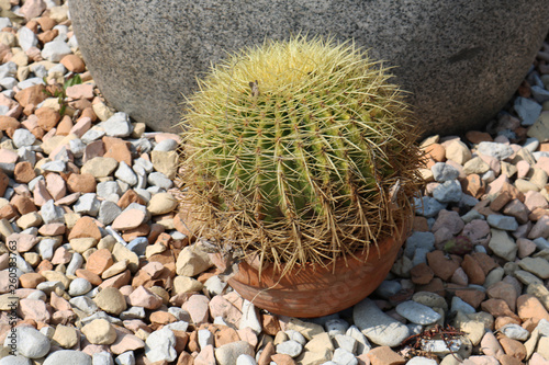 Echinocactus grusonii cactus, Lanzarote