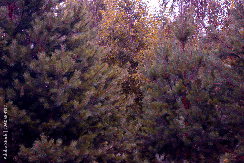 Coniferous trees 001 Coniferous trees 001