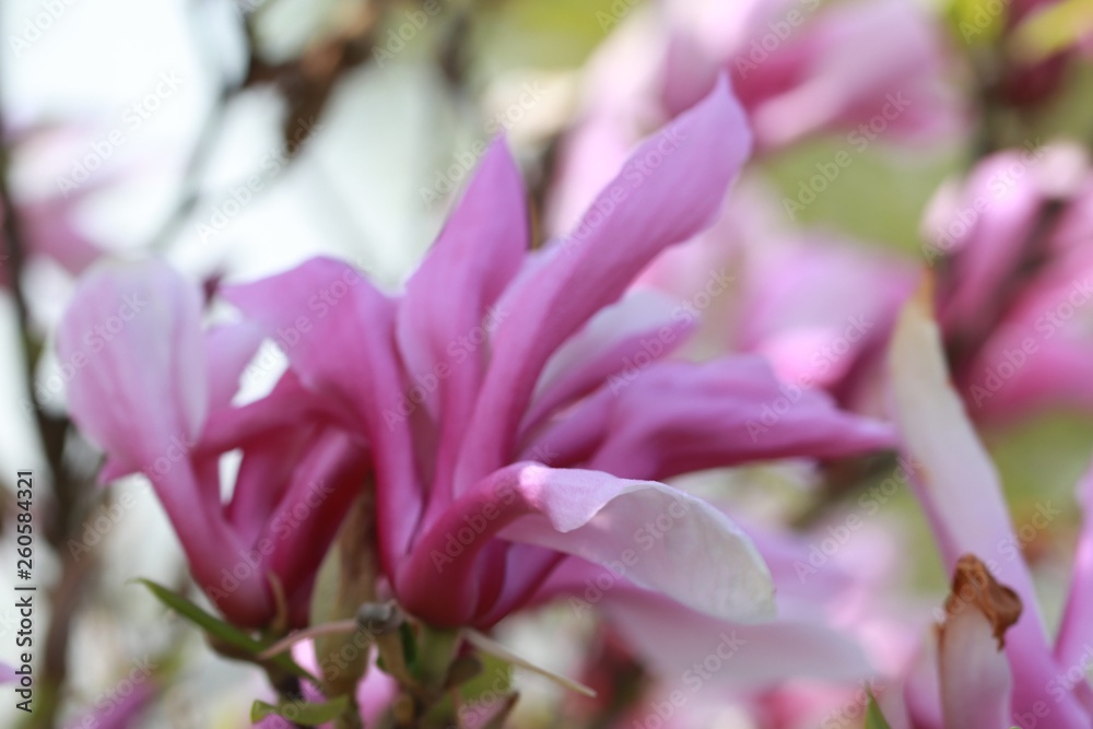 Fototapeta premium Magnolie