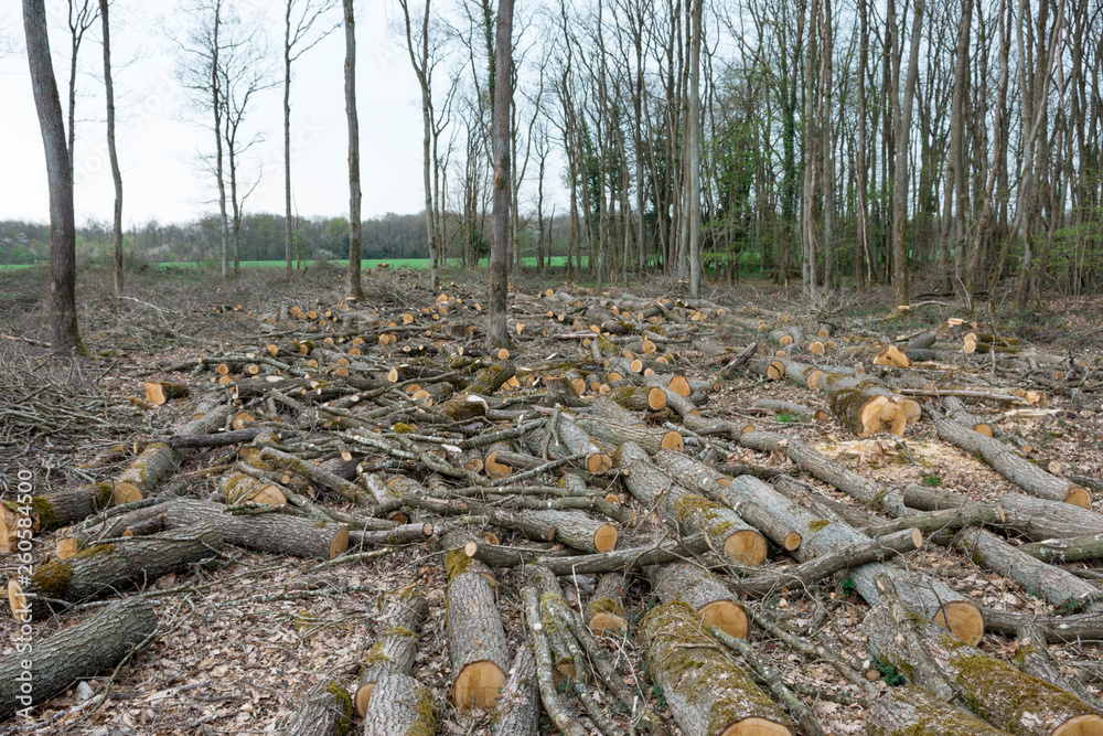 Bois pour chauffage doméstique 