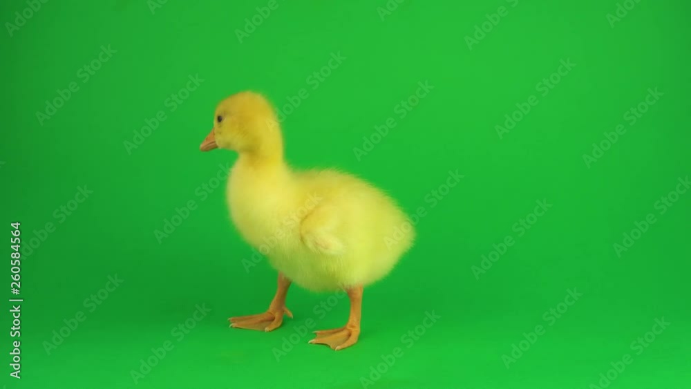 Duckling on a green screen Duckling on a green screen